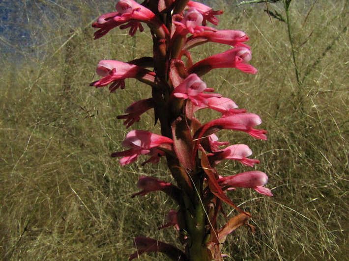 Satyrium macrophyllum